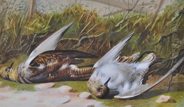 Study Of Dead Birds On A Mossy Bank Oil Painting by William Cruickshank