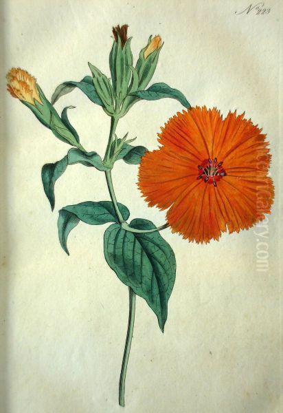 The Botanical Magazine, Or Flower-garden Displayed Oil Painting by William Curtis