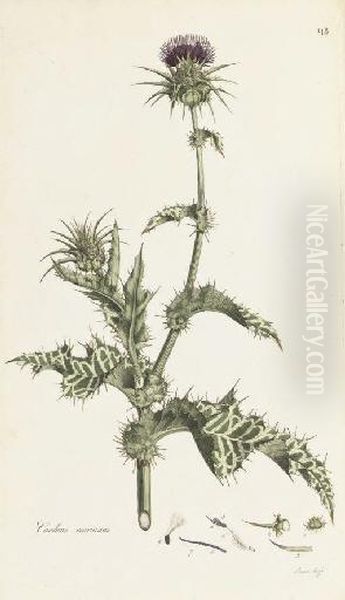 Flora Londinensis: Or Plates And Descriptions Of Such Plants As Grow Wild In The Environs Of London Oil Painting by William Curtis