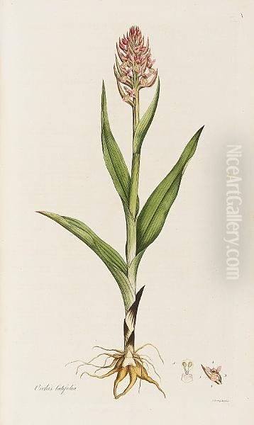 Flora Londinensis: Or, Plates And Descriptions Of Such Plants As Grow Wild In The Environs Of London, Fascicles 1-5 Only (of 6), In 4 Vol. Oil Painting by William Curtis