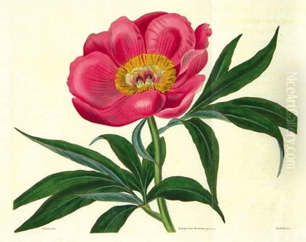 Botanical Magazine Oil Painting by William Curtis