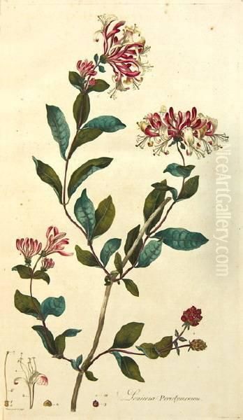 Flora Londinensis: Or Plates And Descriptions Of Such Plants As Grow Wild In The Environs Of London Oil Painting by William Curtis