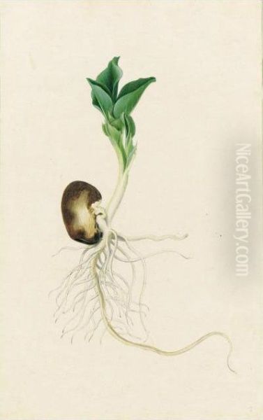 Study Of A Sprouting Bean by Jacob Ii D' Admiral