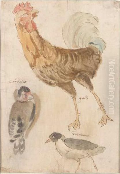 Study Of Three Birds Oil Painting by Giovanni (Giovanni da Udine) Nanni (Nani)