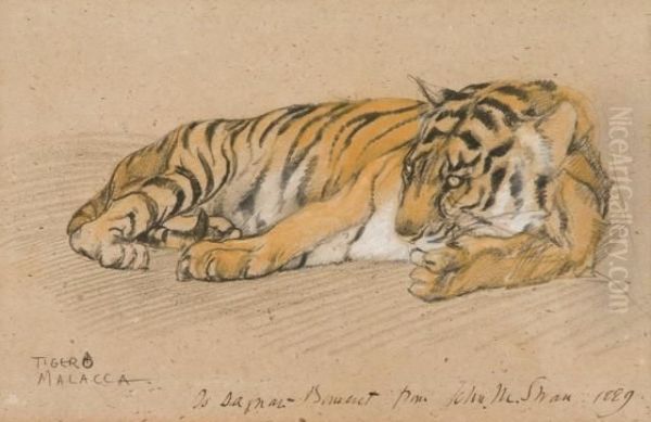 Tigre Couche Oil Painting by Pascal-Adolphe-Jean Dagnan-Bouveret