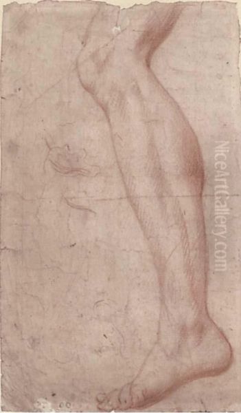 Study Of A Leg Oil Painting by Ottaviano Dandini