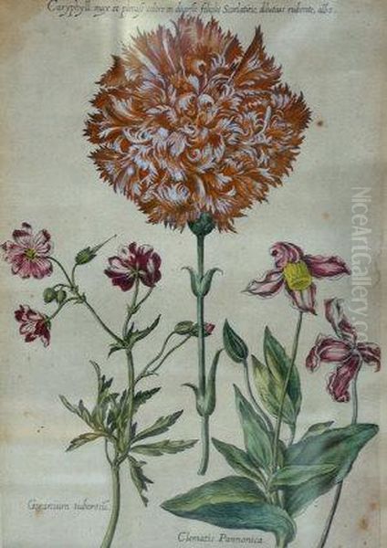 Clematis Pannonica Oil Painting by Johann Theodore De Bry