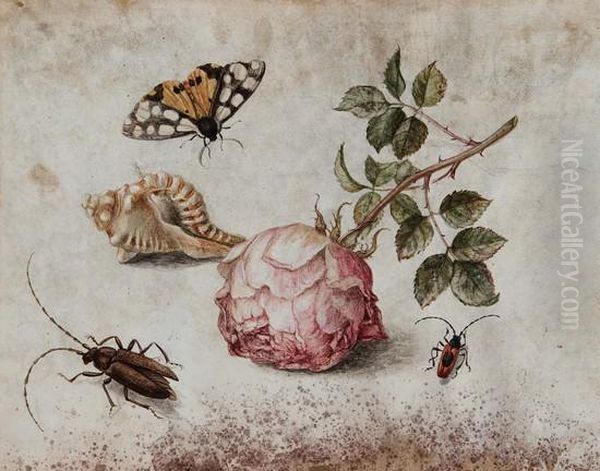 Una Rosa, Una Conchiglia, Una Farfalla E Dueinsetti Oil Painting by Margaretha De Heer