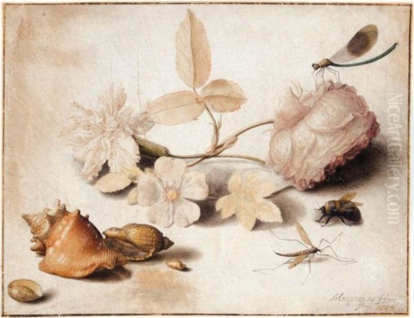 Study Of Flowers, Insects And Shells Oil Painting by Margaretha De Heer