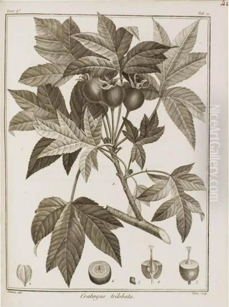 Icones Plantarum Syriae Rariorum Oil Painting by Jacques Julien Houton De Labillardiere