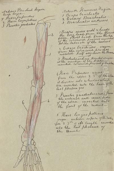 Sketch Book Including Anatomical Studies Andcompositional Sketch For 'life And Thought Have Gone Away' Oil Painting by Evelyn Pickering De Morgan