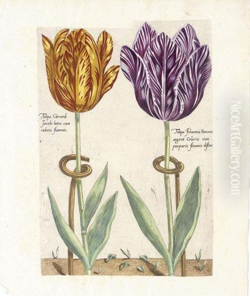 Seven Hand-coloured Prints Of Tulips Of Different Varieties Oil Painting by Crispijn van de Passe