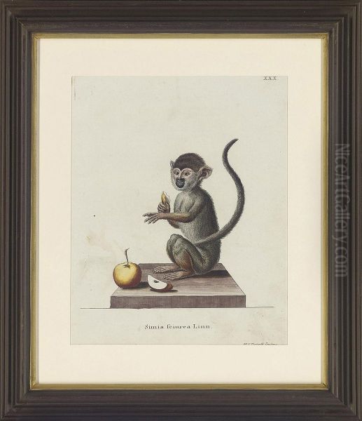 Studies Of Monkey Oil Painting by Gilbert De Seve