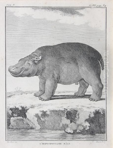 Hippopotamus; Brown Bear; Mandrill; Porcupine,rhinoceros, Elephant; Giraffe; Panther; Coesdoes Oil Painting by Gilbert De Seve