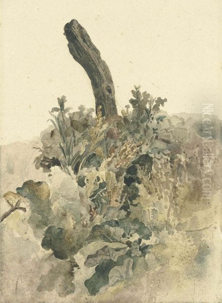 Study Of A Tree-stump With Foliage Oil Painting by Peter de Wint