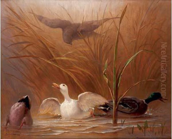 Canards Attaques Par Un Rapace Oil Painting by Auguste Delierre