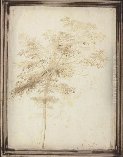 A Study Of A Tree Oil Painting by Fra Bartolommeo della Porta