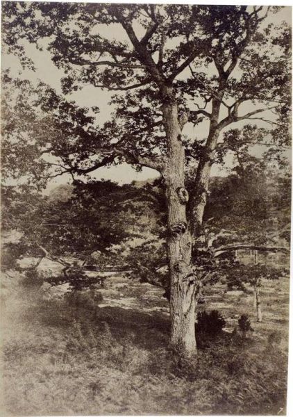 Etude D'arbre, Fontainebleau Oil Painting by Paul Delondre