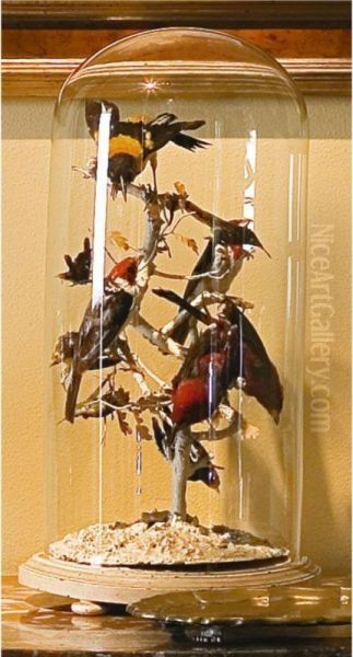 [two Stuffed Bird Compositions Within A Glass Bell] Oil Painting by Benvenuto Di Giovanni Guasta