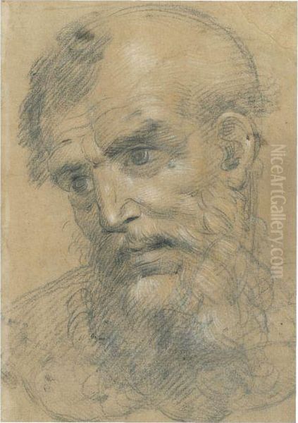 The Head Of A Bearded Man Inclined To The Left Oil Painting by Giovanni Antonio Sogliani