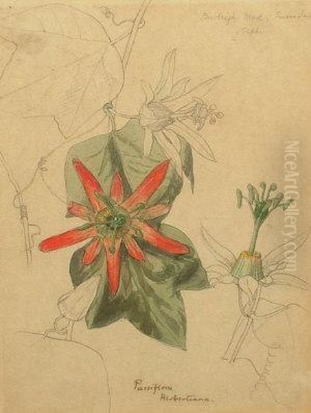 Passiflora Herbertiana Oil Painting by Charles William H. Dicker