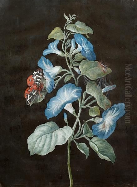 Still Life Of Convolvulus And A Tiger Moth Oil Painting by Barbara Regina Dietzsch