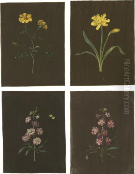 A Group Of Four Flower Studies, Including A Daffodil And Amarigold Oil Painting by Barbara Regina Dietzsch