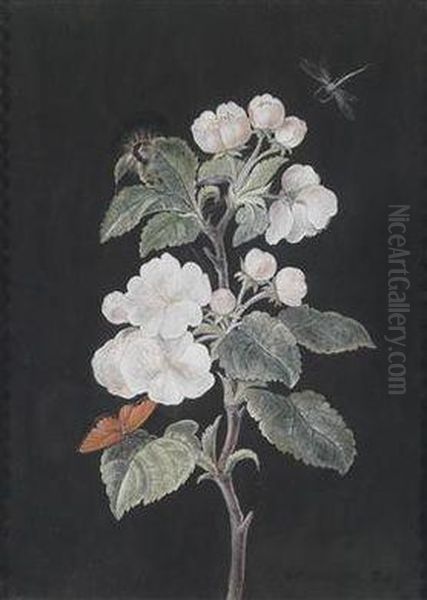 Paar Blumenstudien: Apfelbluten Mit Schmetterlingen; Weise Hyacinthen Mit Schmetterling Oil Painting by Margaretha Barbara Dietzsch