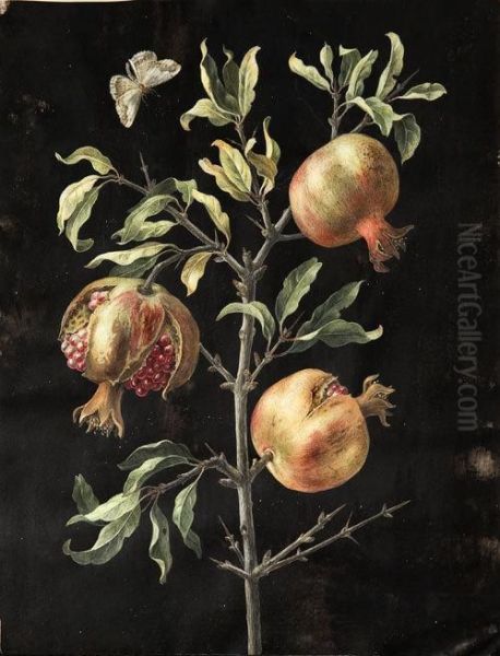 Ramo Di Melograno Con Una Farfalla Oil Painting by Margaretha Barbara Dietzsch