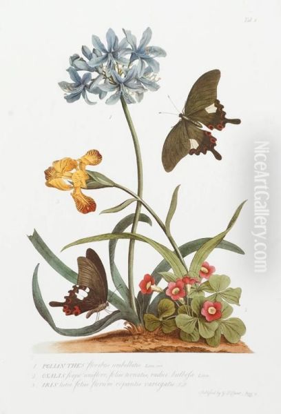 Botanical Illustration Depicting Flowers & Butterflies. Oil Painting by Georg Dionysius Ehret