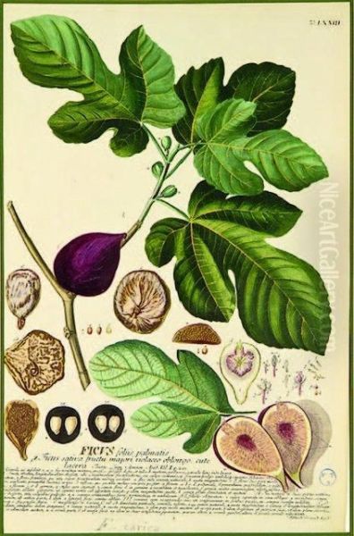 Ficus Carica, Fig Oil Painting by Georg Dionysius Ehret