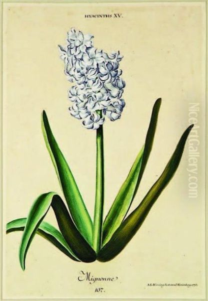 Hyacinthus Xv, Mignonne Oil Painting by Georg Dionysius Ehret