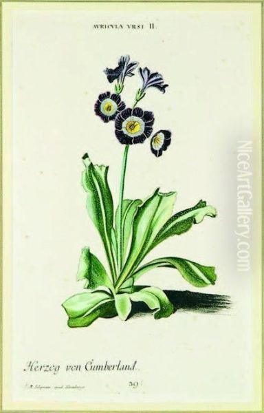 Auricula Herzog Von Cumberland Oil Painting by Georg Dionysius Ehret