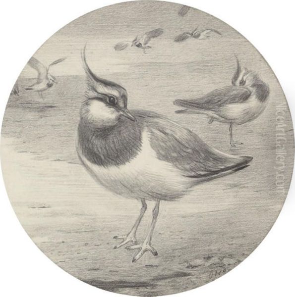 Study Of A Lapwing (recto) Oil Painting by Otto Murray Dixon