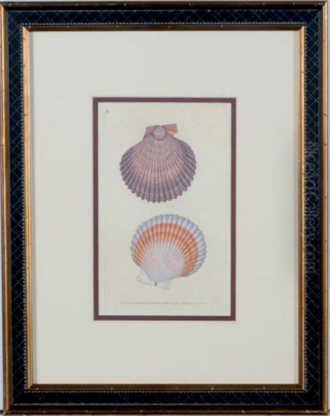 Shells Oil Painting by Edward Donovan