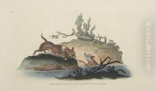 The Natural History Of British Quadrupeds Oil Painting by Edward Donovan