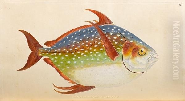 The Natural History Of British Fishes, 5 Vol. In 2 Oil Painting by Edward Donovan