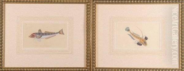 Six Hand-colored Engravings Of Fish Oil Painting by Edward Donovan