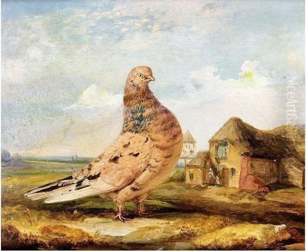 A Fancy Pigeon Oil Painting by James A. Donovan