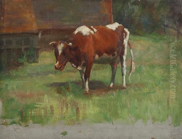 Study Of A Brown And White Cow Oil Painting by Andrew Douglas