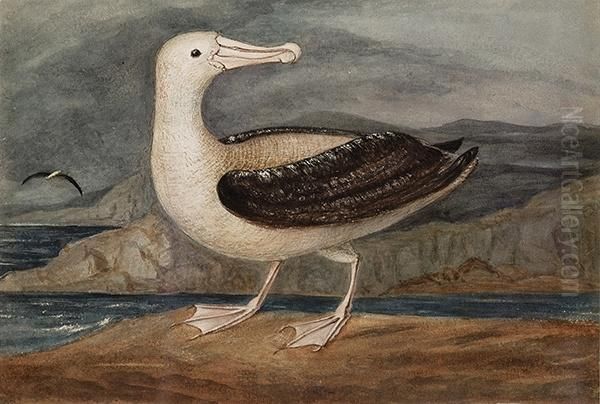 Albatross, Tristan D'acunha Oil Painting by Augustus Earle