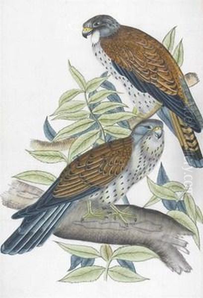 Two Kestrels On A Branch Oil Painting by Eastern School