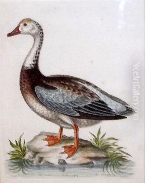 The Blue-winged Goose Oil Painting by George Edwards