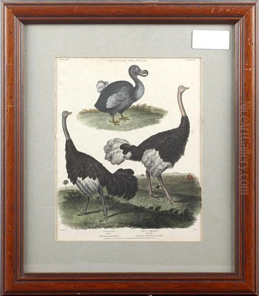 Dodo And Ostrich by Sydenham Teast Edwards