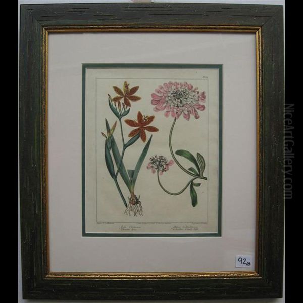 Botanical Studies Oil Painting by Sydenham Teast Edwards