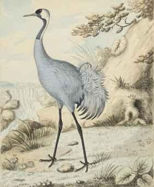 Study Of A Crane by Sydenham Teast Edwards