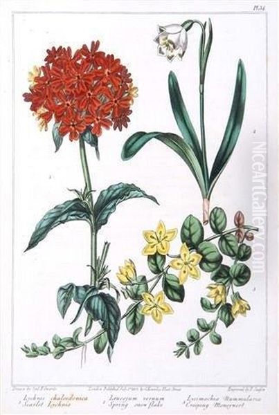 A Collection Of Eleven Hand Coloured Book Plates Of Flower Studies Oil Painting by Sydenham Teast Edwards