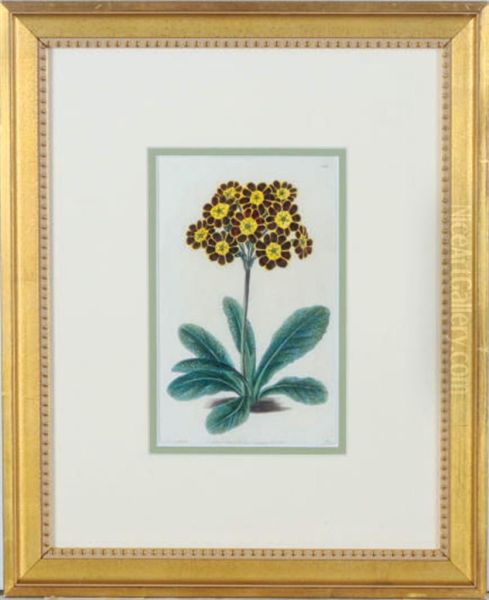 Botanicals Oil Painting by Sydenham Teast Edwards