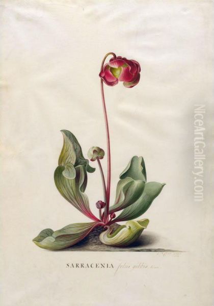 Sarracenia Foliis Gibbis. Linn Oil Painting by Georg Dionysius Ehret