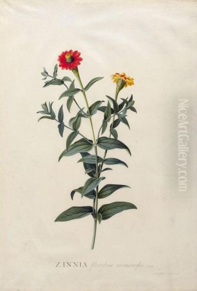 Zinnia Floribus Numerosis. Linn Oil Painting by Georg Dionysius Ehret